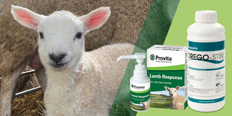 Hot Topic: Help your Lambs Thrive this Season with 2 Essential Products
